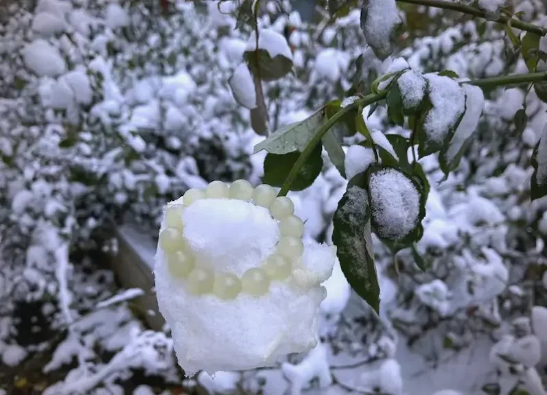 How to Cleanse and Charge Your Jewelry for the New Year 1 - Buddha Bodhis How to Cleanse and Charge Your Jewelry for the New Year
