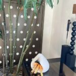 Home 149 - Buddha Bodhis Handmade Ceramic Aromatherapy Fireplace Ornament photo review