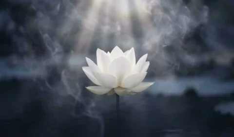 white-lotus-flower-purity-symbol
